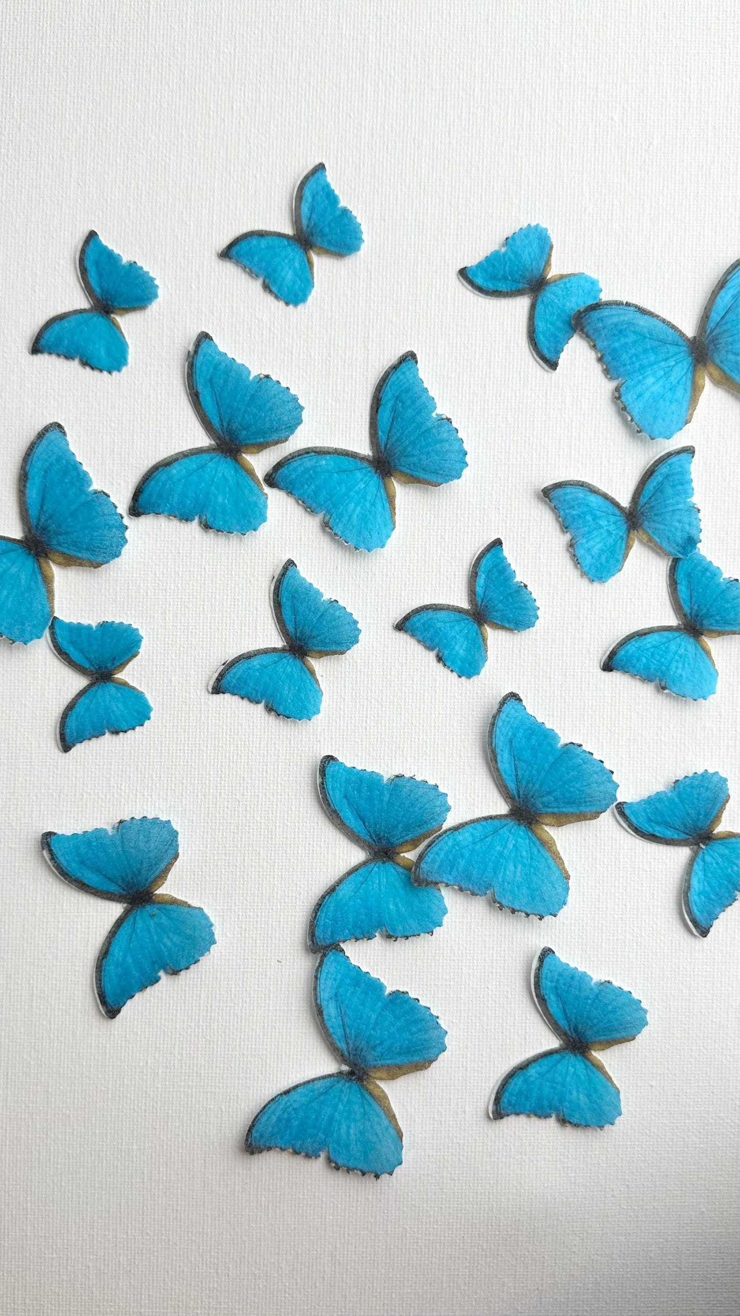 Blue wafer butterflies- pack of 22
